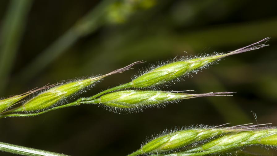 Bromus ?  S, Bromus hordeaceus